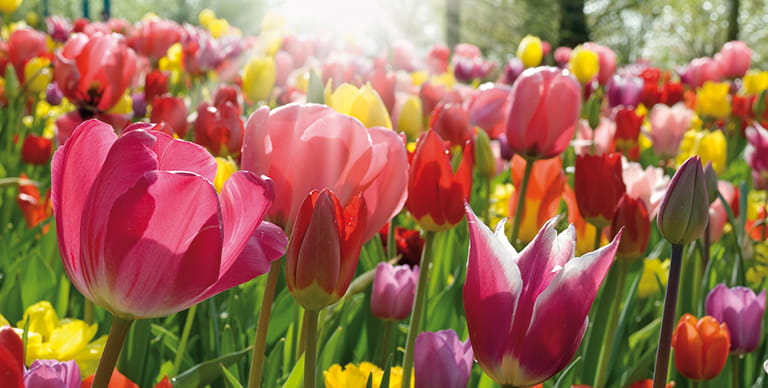Tulips in the Netherlands